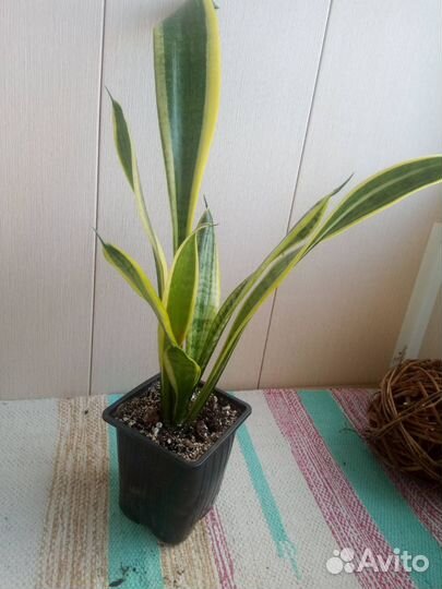 Сансевиерия Лауренти
