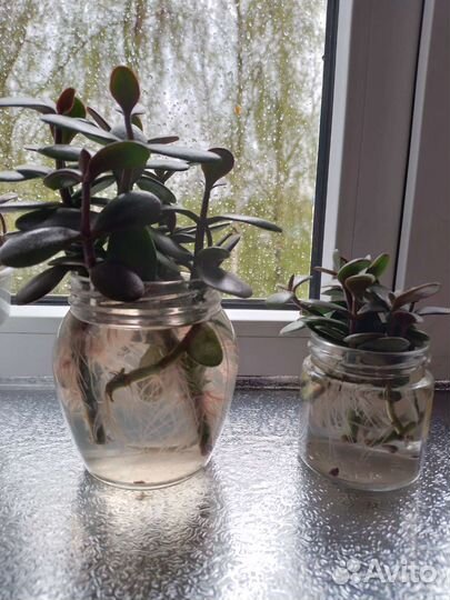 Денежное дерево