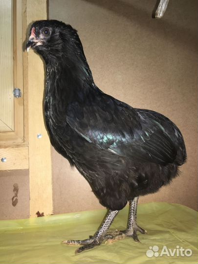 Инкубационное цветное яйцо и простое кур несушек