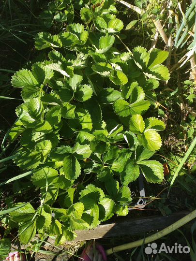 Клубника ремонтантная