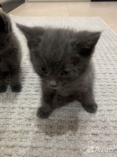 Британские котята