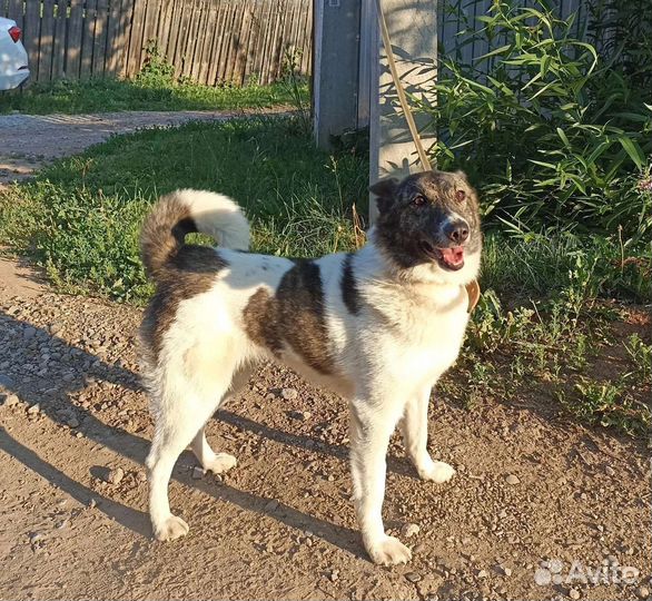 Прекрасная дама в добрые руки