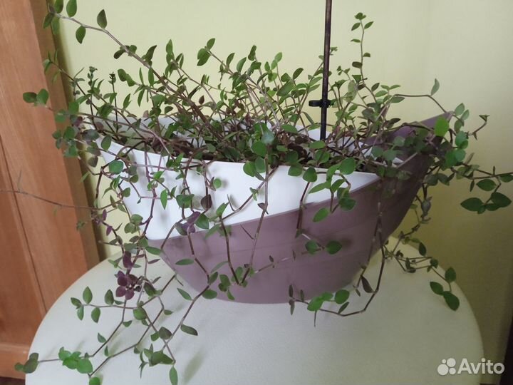 Традесканция мелколистная