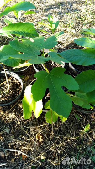 Саженцы инжира