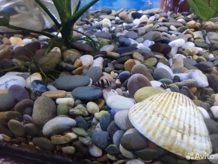 Аквариумные улитки Хелена