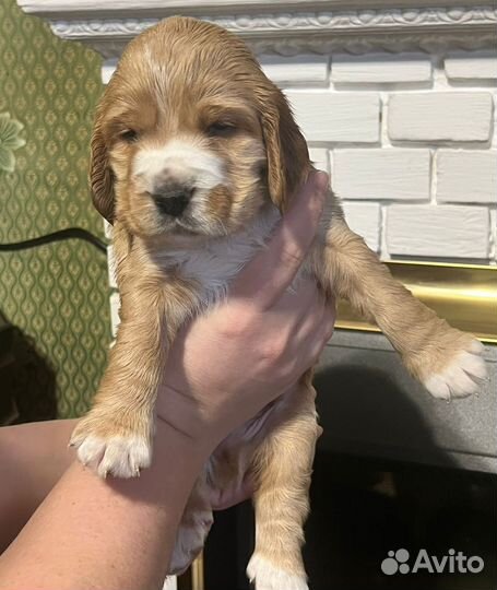 Щенки кокер спаниеля