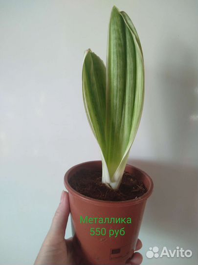 Сансевиерии разные