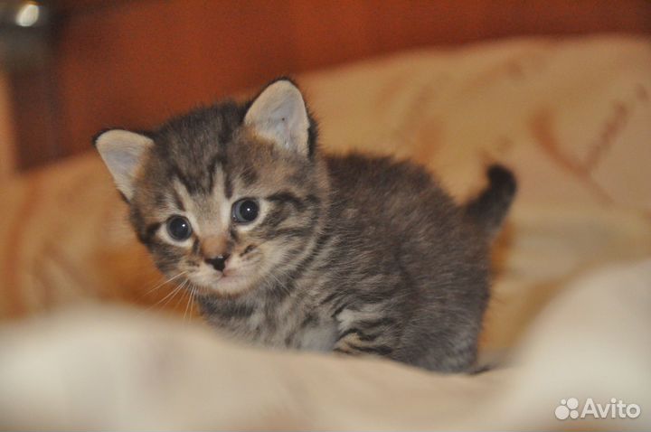 Котята