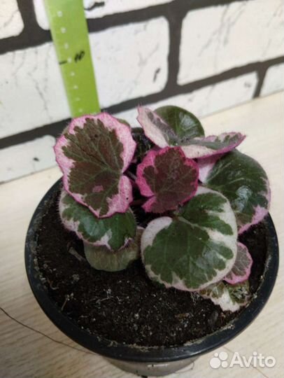 Камнеломка, саксифага