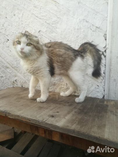 Котята отдам даром