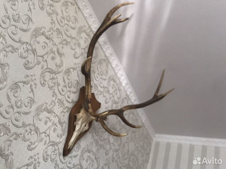 Рога оленя европейского лобные