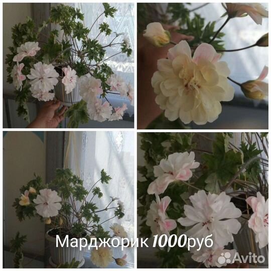 Пеларгония герань