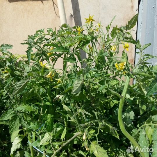 Рассада томатов,перцев,клубники,капусты,петуний ма