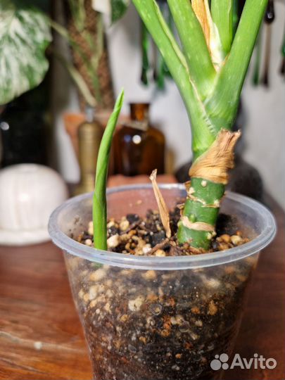 Аглаонема Мария