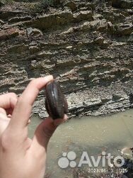 Продам окаменелого моллюска