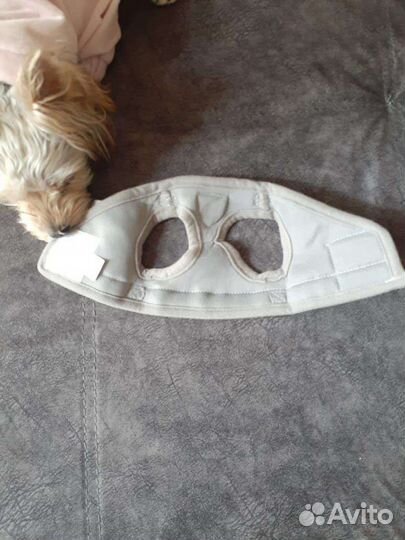 Одежда для маленьких пород собак