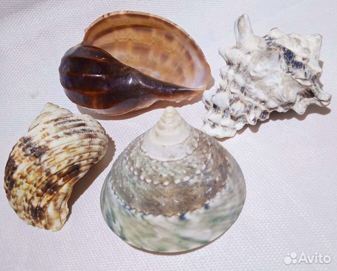 Морские ракушки коллекция