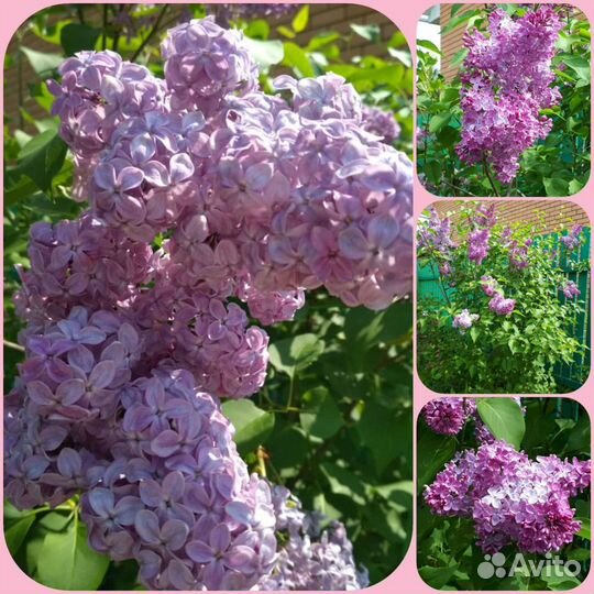 Кустарники декоративные
