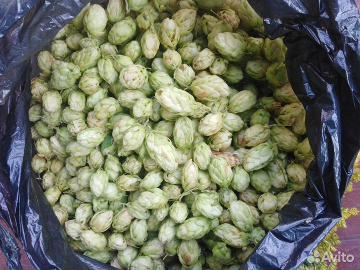 Хмель лесной дикий, цена за 100 грамм