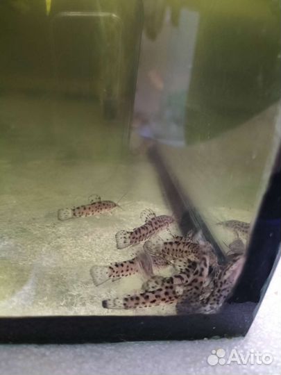 Аквариумные рыбки