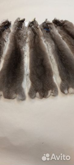 Шкуры шиншилы