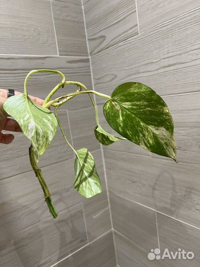 Сциндапсус золотистый эпипремнум