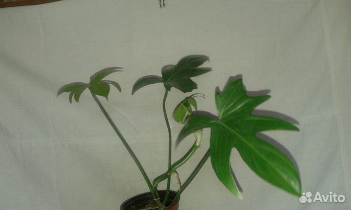 Комнатные цветы Филодендрон