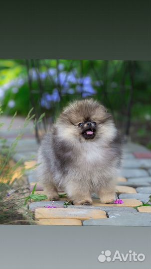Померанский шпиц мальчик