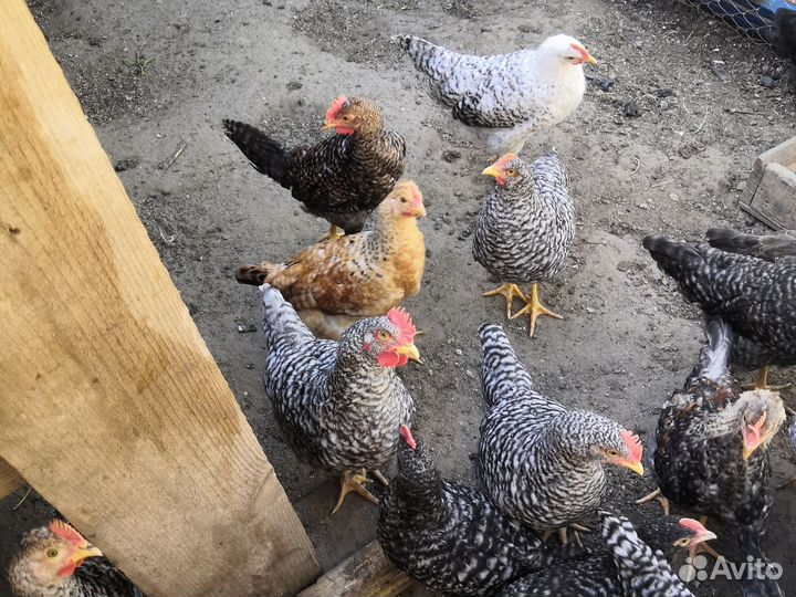 Молодые петухи