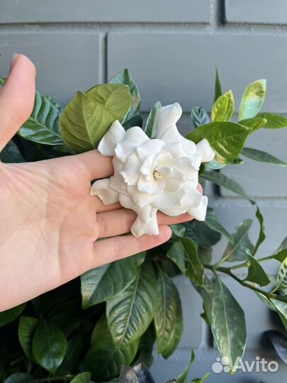 Гардения жасминовидная