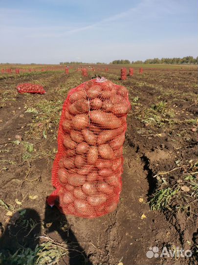 Картофель Розара самовывозом