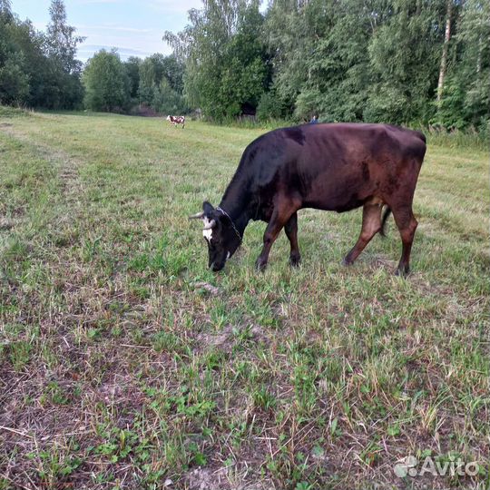 Нетель,коровы