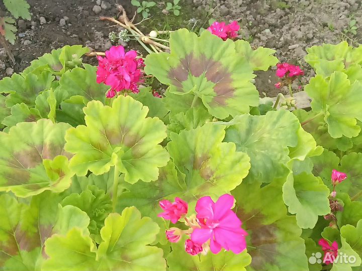 Пеларгония герань