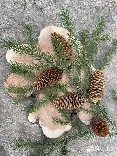 Шишки для творчества и декора