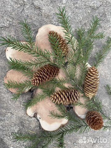 Шишки для творчества и декора