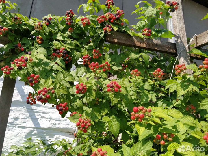 Саженцы ежевики