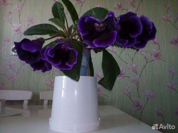 Комнатные цветы