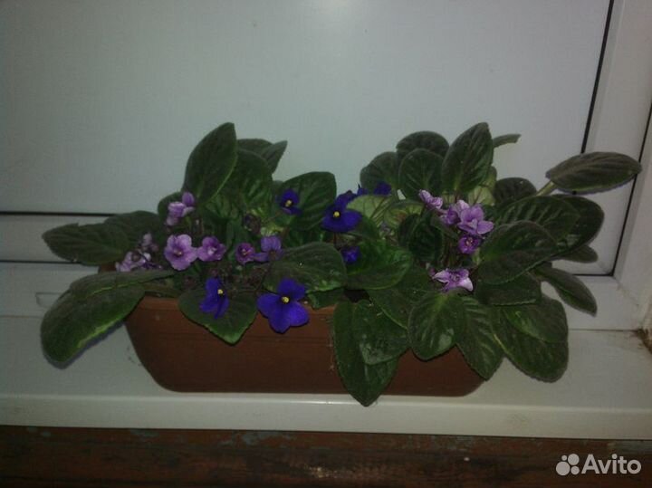 Комнатные растения