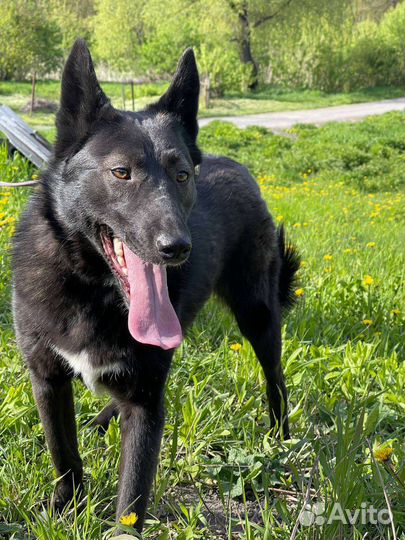 Собака в добрые руки