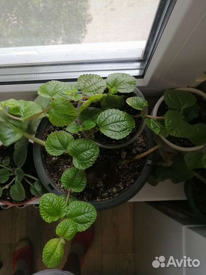 Цветок пелея монетелистная