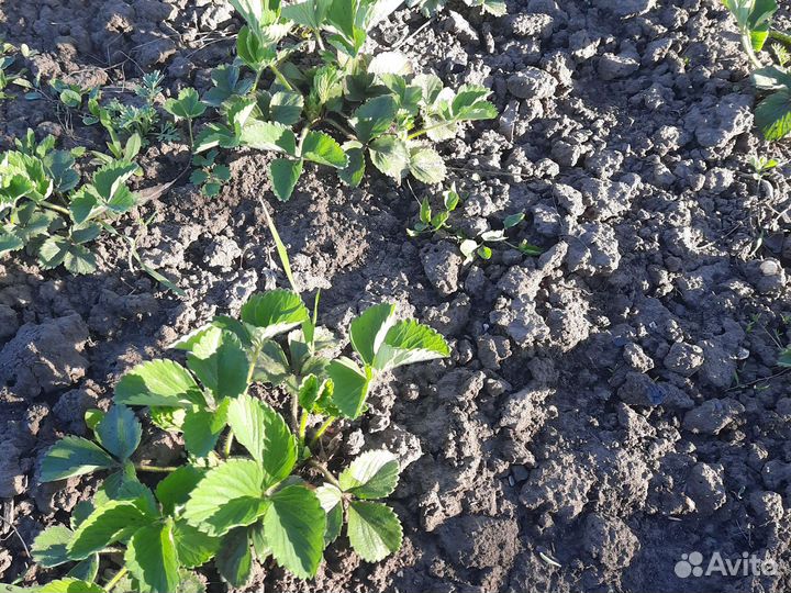 Рассада клубники