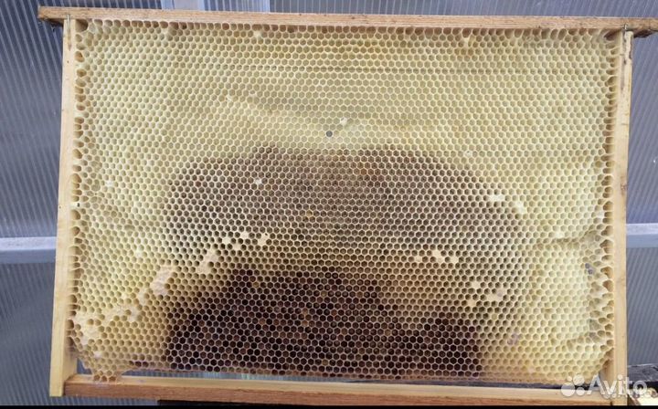 Рамки с вощиной сушь