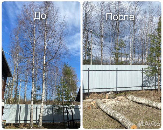 Спил деревьев