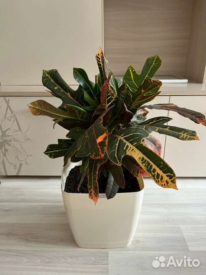 Кодиеум кротон