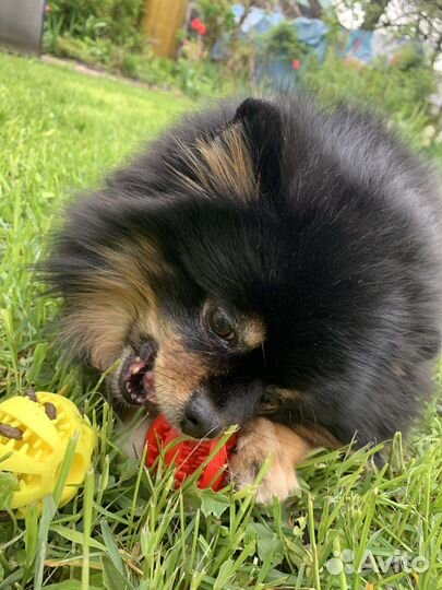 Мяч,игрушка для собак и кошек,животных