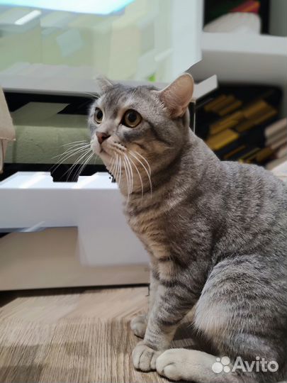 Кот для вязки