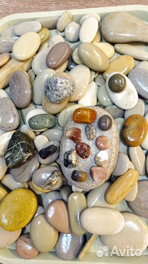 Галька морская Ракушки
