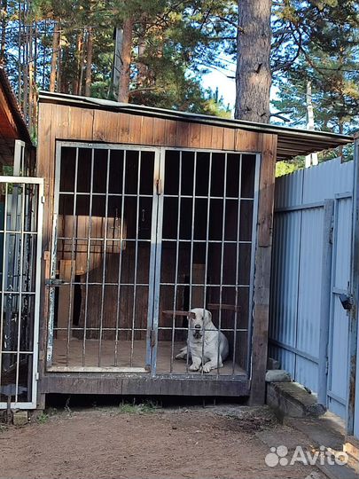 Вольер для собак уличный