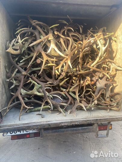 Рога оленя лося