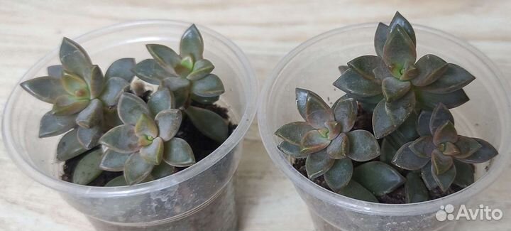 Граптоседум, хавортия, алоэ